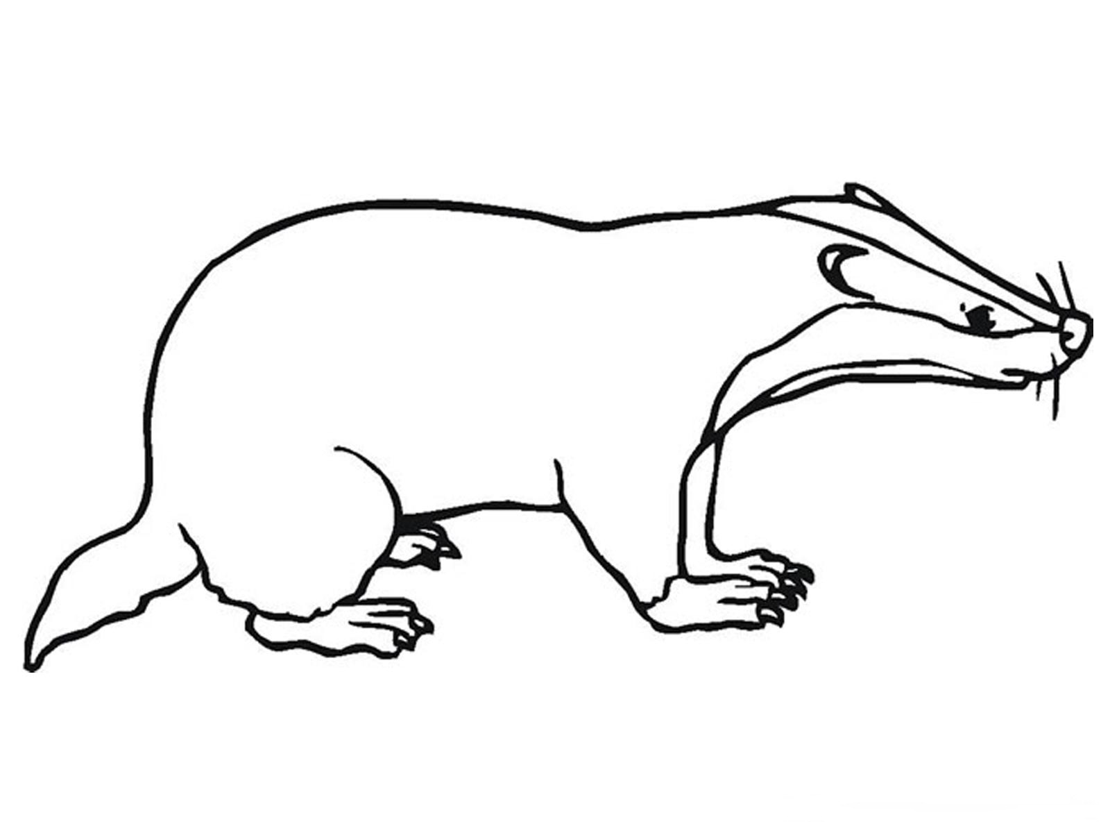 Badger Coloring Pages Realistic Realistic Coloring Pages Badger Coloring Pages Realistic Realistic Coloring Pages